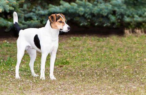 Smooth Fox Terrier