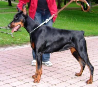 Remijaguare Alfa Joline | Black Doberman Pinscher