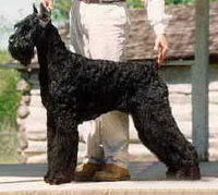 Eos De Pichera | Giant Schnauzer 