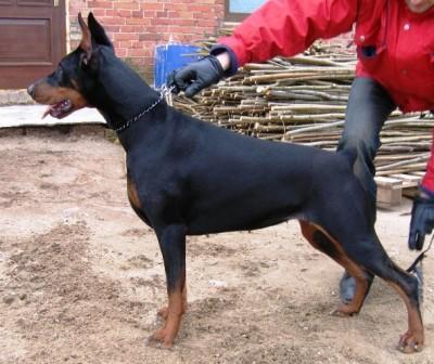 Remijaguare Arabella Joline | Black Doberman Pinscher