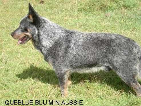 QUEBLUE BLUE MIN AUSSIE | Australian Cattle Dog 