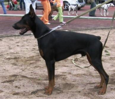 Remijaguare Argo Joline | Black Doberman Pinscher