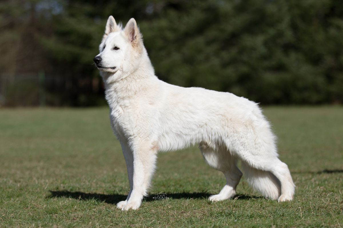 Kuba vom Donnersberger Land | White Swiss Shepherd Dog 