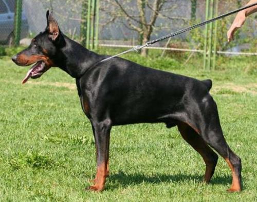 Queenstone Betelges | Black Doberman Pinscher