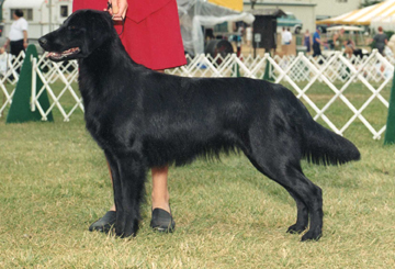 Rockyhill's Taka Chance Onme | Flat-Coated Retriever 