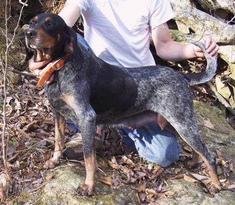 Ray's Blue Tiny | Bluetick Coonhound 