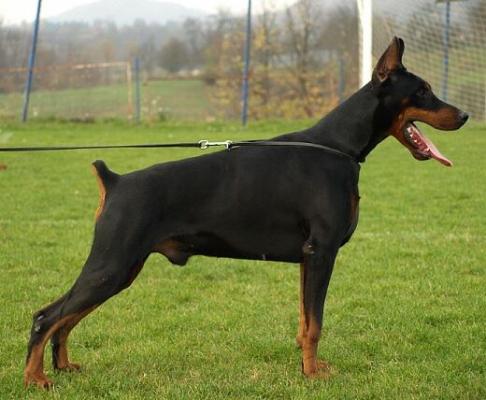 Questo Betelges | Black Doberman Pinscher