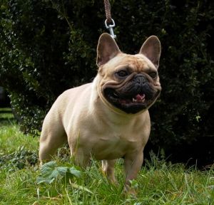 IV MONPLAISIR DLJA IZ PALEVYH BULDOGOV | French Bulldog 