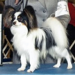 Riley's Oscar De La Hoya | Papillon 