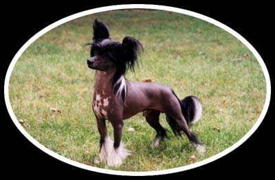 Woodlyn Moptop Night Music SOD | Chinese Crested 