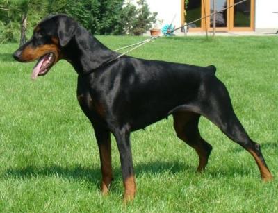 Hermina Zkanape | Black Doberman Pinscher