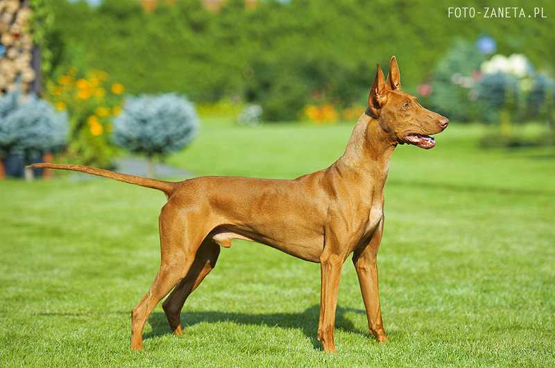 Reedly Road Google | Pharaoh Hound 