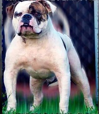 Kandler's Don Gorilla of Reda | Olde English Bulldogge 