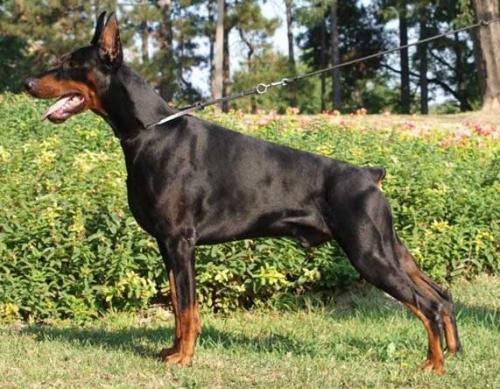 Quinto di Altobello | Black Doberman Pinscher