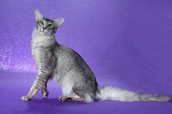 Oriental Longhair ( Foreign Longhair; Mandarin; British Angora)