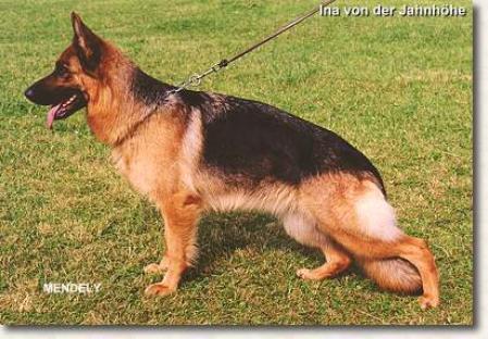 Ina von der Jahnhöhe | German Shepherd Dog 