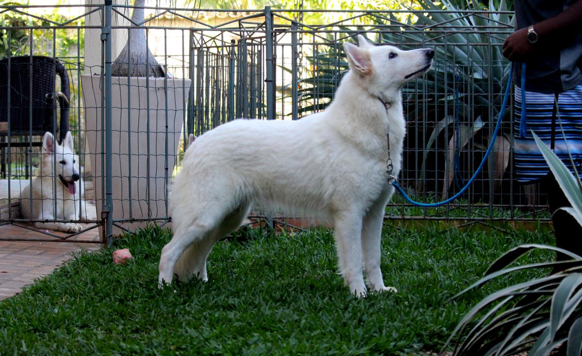 Bixi Menulio Sviesa | White Swiss Shepherd Dog 