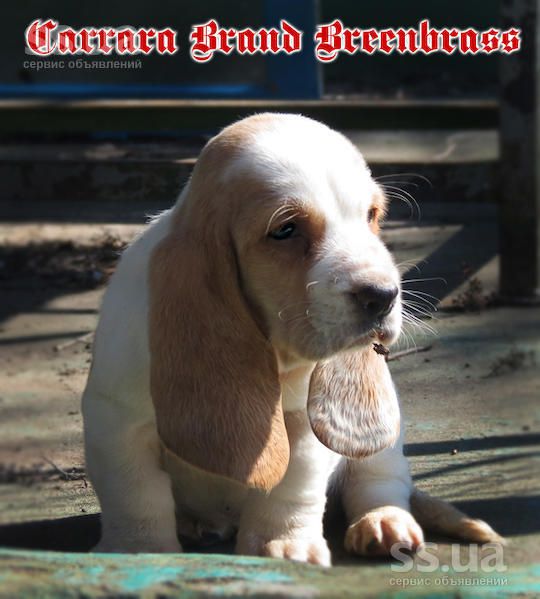 Carrara Brand BREENBRASS | Basset Hound 