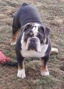 Blue Diamond Madden of Blacklick | Olde English Bulldogge 