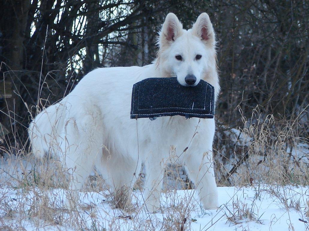 Go for Gold von King's Silbertal | White Swiss Shepherd Dog 