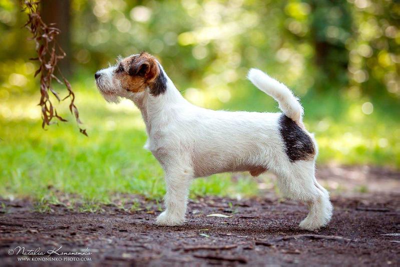 Jack's Impression Lion's Heart | Jack Russell Terrier 