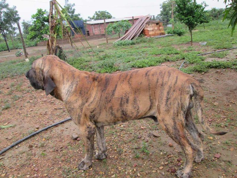 Pacha Chão de Goiás | Fila Brasileiro 