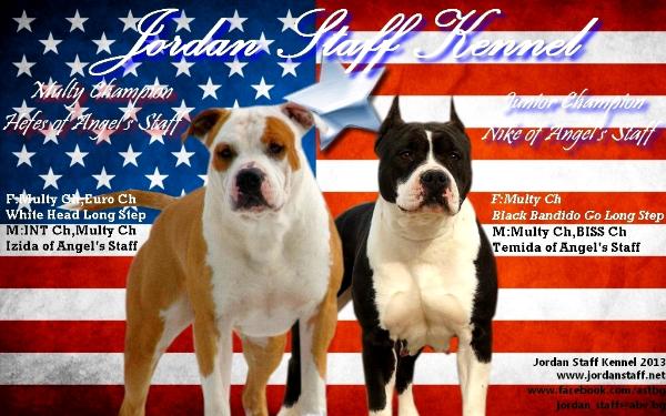 Jordan Staff Hefes X Nike | American Staffordshire Terrier 