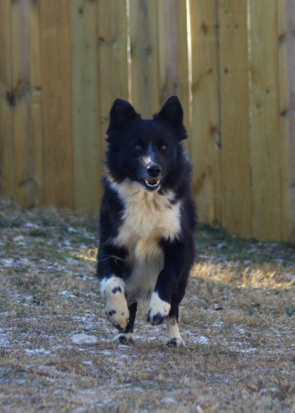 Bellatrix | Border Collie 