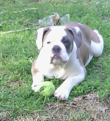 Rockin' K Bar's Sir Clyde | Olde English Bulldogge 