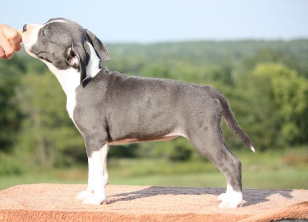 Meadowbrook Sha-D Blue Milk Chocolate | American Staffordshire Terrier 