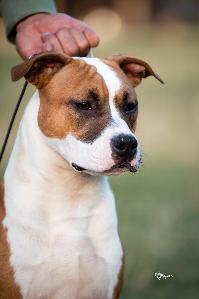 Throne Hunter's Carlos the Jackal | American Staffordshire Terrier 