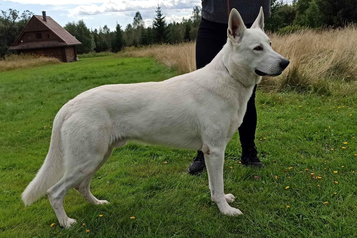 Yasper AKBO-Parchovany | White Swiss Shepherd Dog 