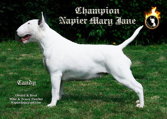 Napier Mary Jane | Bull Terrier 