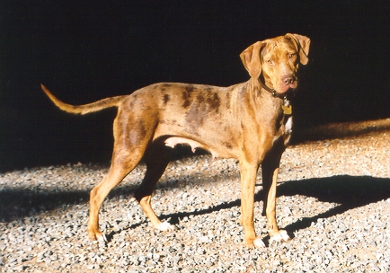 Rockledge's Magnolia | Catahoula Leopard Dog 