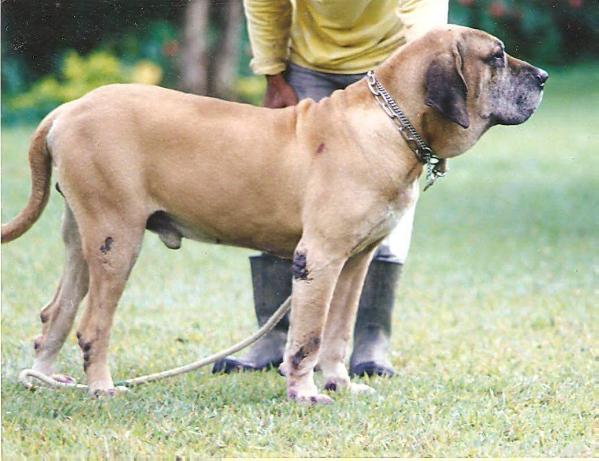 OLEIRO DA BOA SORTE | Fila Brasileiro 