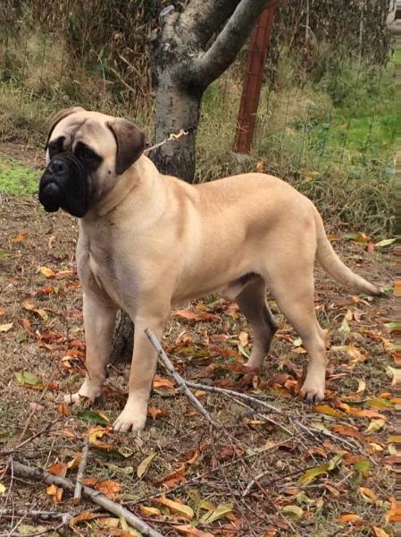 Farruco de Fillobull | Bullmastiff 