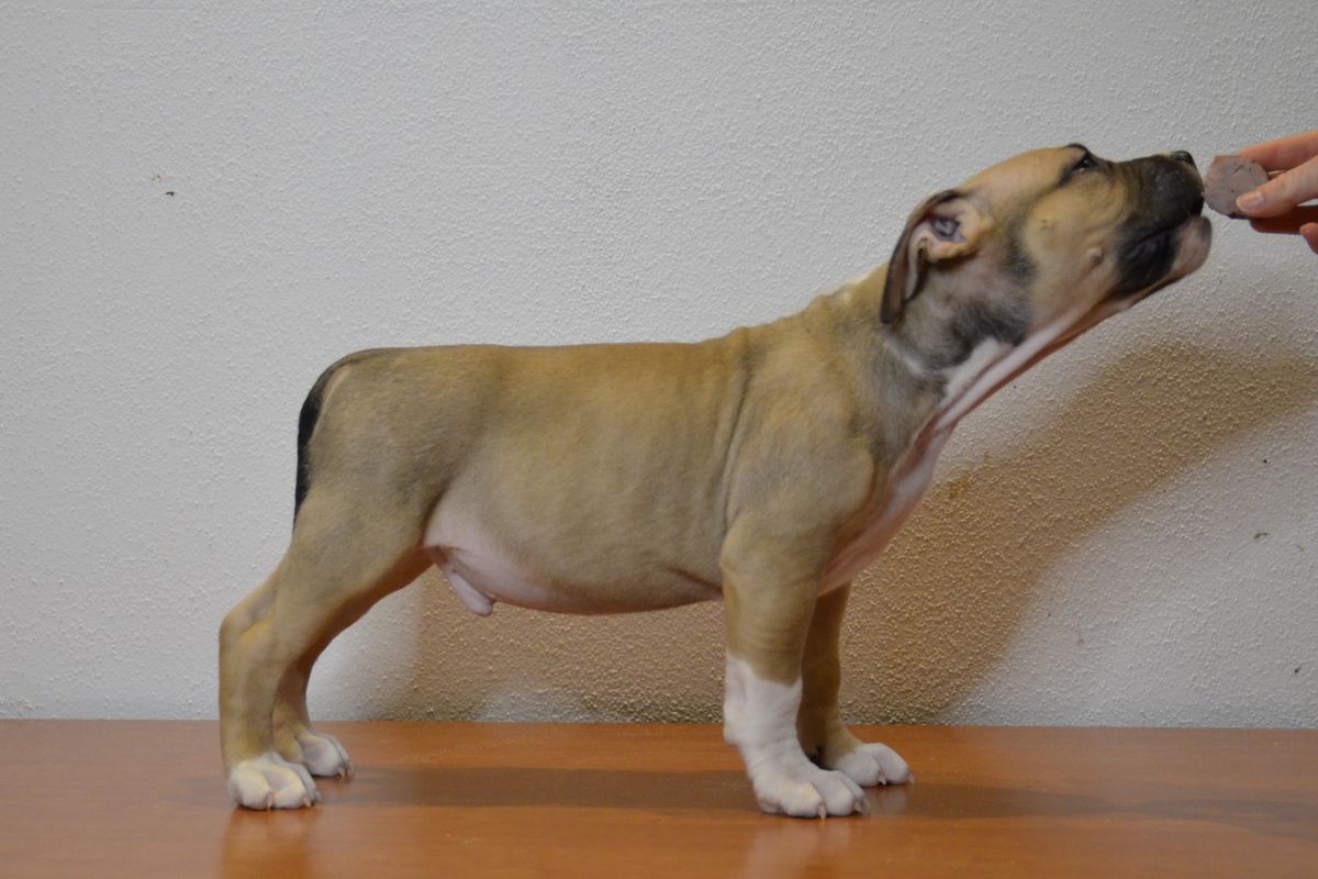 APOLLO ROCKET BABE FCI | American Staffordshire Terrier 