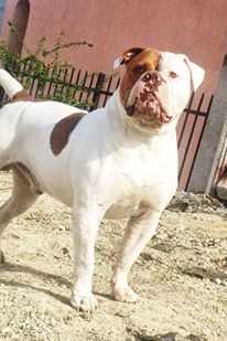 Basic Instinct Terra Viva | American Bulldog 