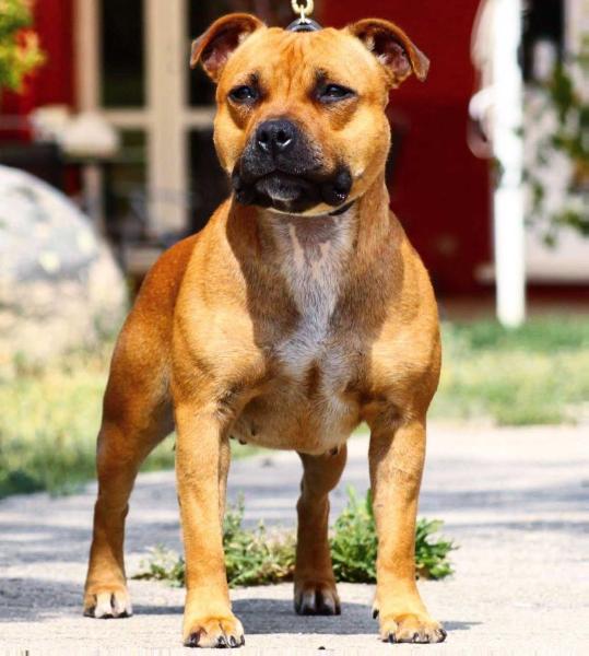 Earthquake Staff's Northern Light | Staffordshire Bull Terrier 