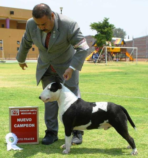 RINGO STAR | Bull Terrier 