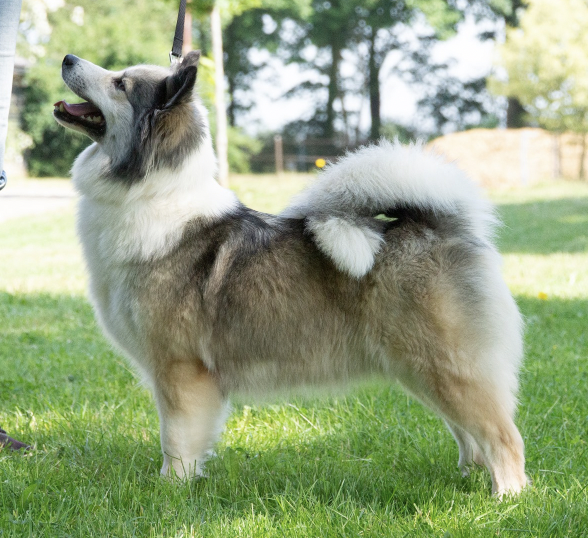 Yaya van Rogici | Icelandic Sheepdog 