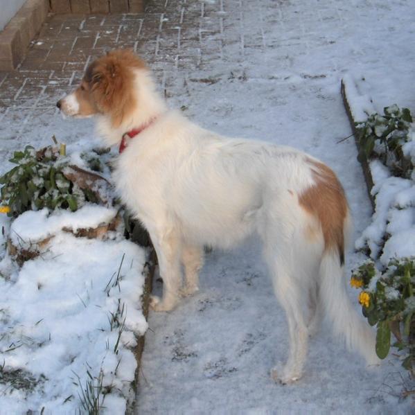 Sun Hills Angelique | Rough Collie 