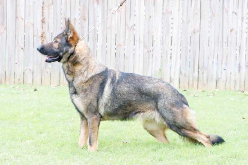 Kenzi Vom Wahren Blut | German Shepherd Dog 