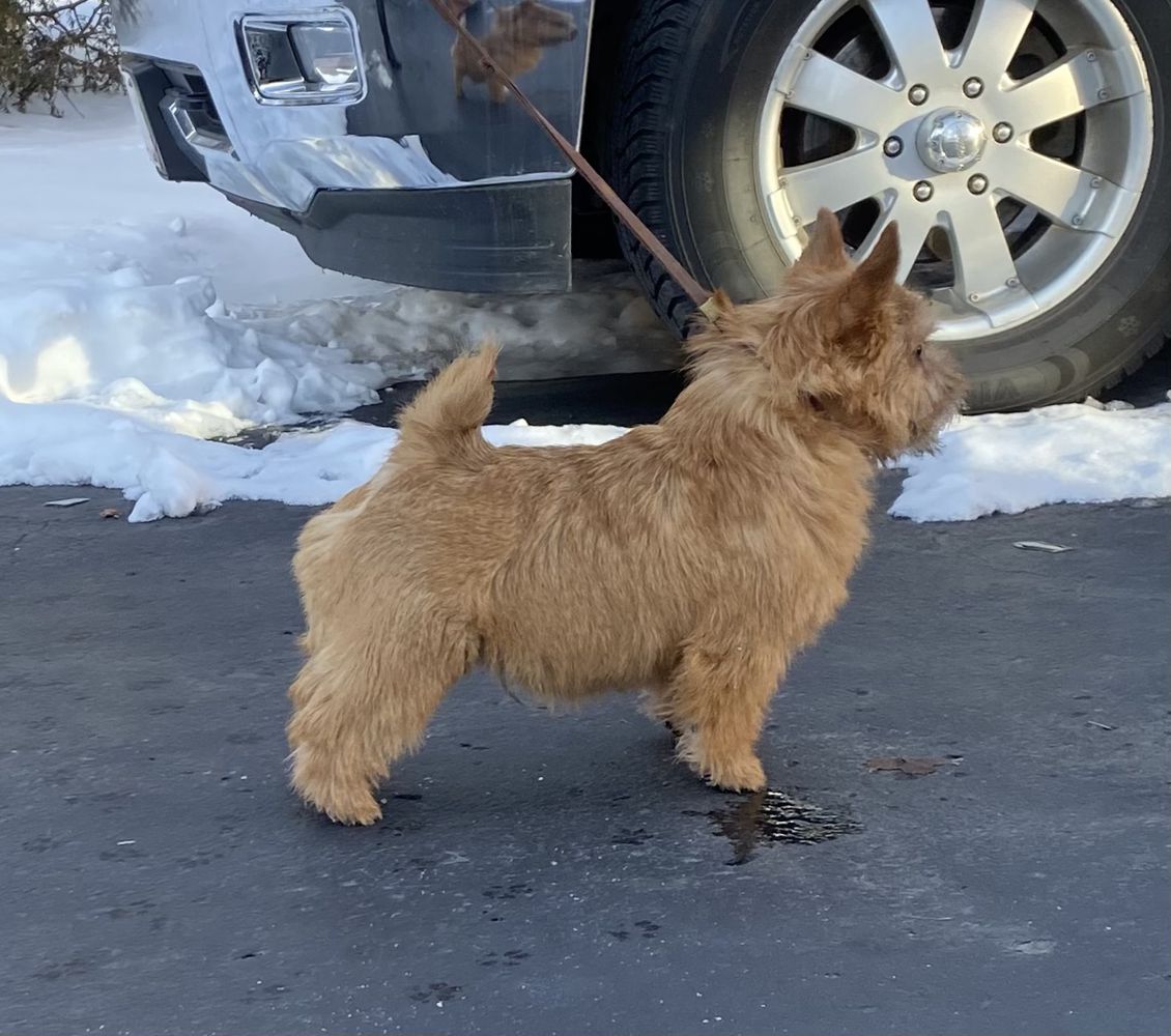 Paradym Back In The Saddle Again | Norwich Terrier 