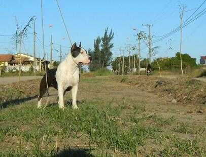 Durancebt AST La Bella Luna Cambió me mirar | American Staffordshire Terrier 