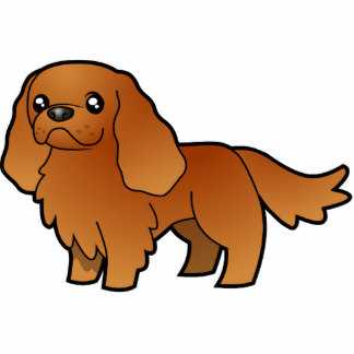 Sorata Rhapsody | Cavalier King Charles Spaniel 