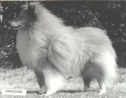 Marksman Of Ellendale | Shetland Sheepdog 