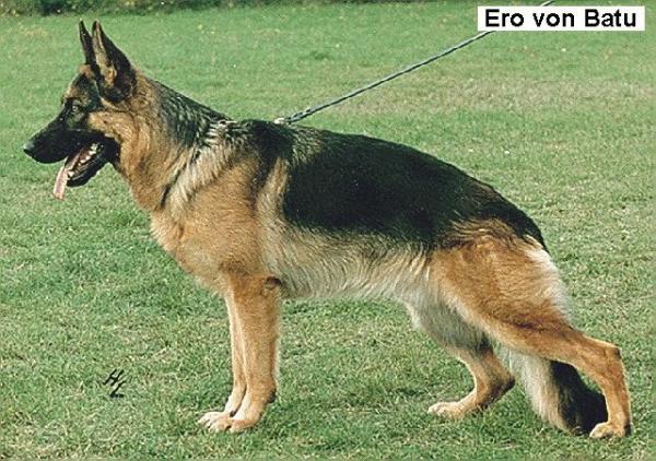 Ero von Batu | German Shepherd Dog 