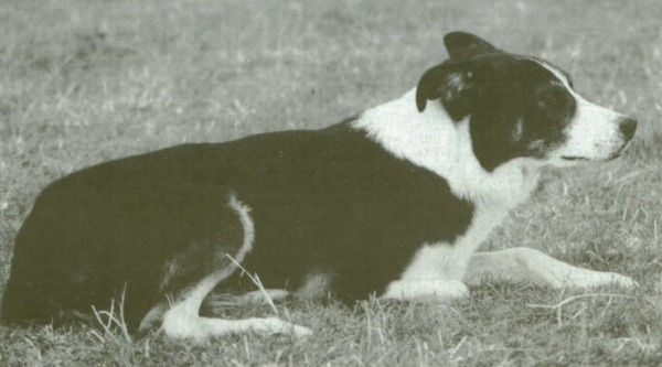 Glen ISDS 143941 | Border Collie 