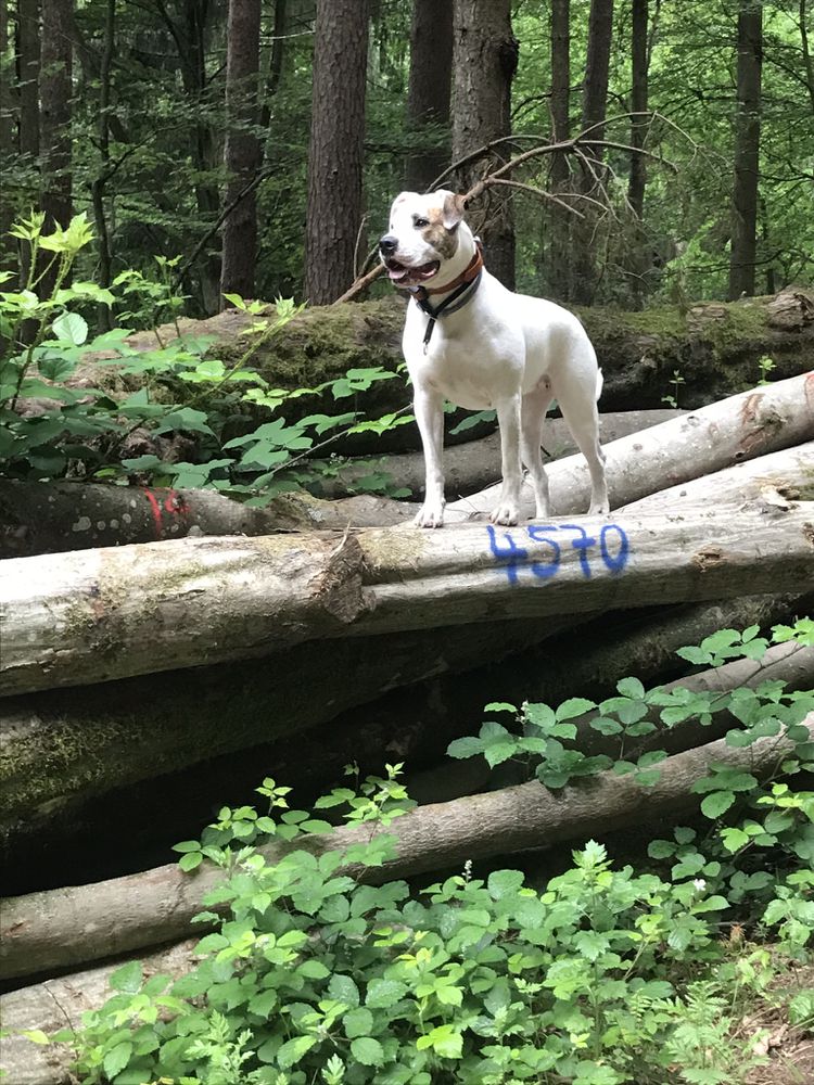 Urschel‘s Frieda of Hog Lover | American Bulldog 